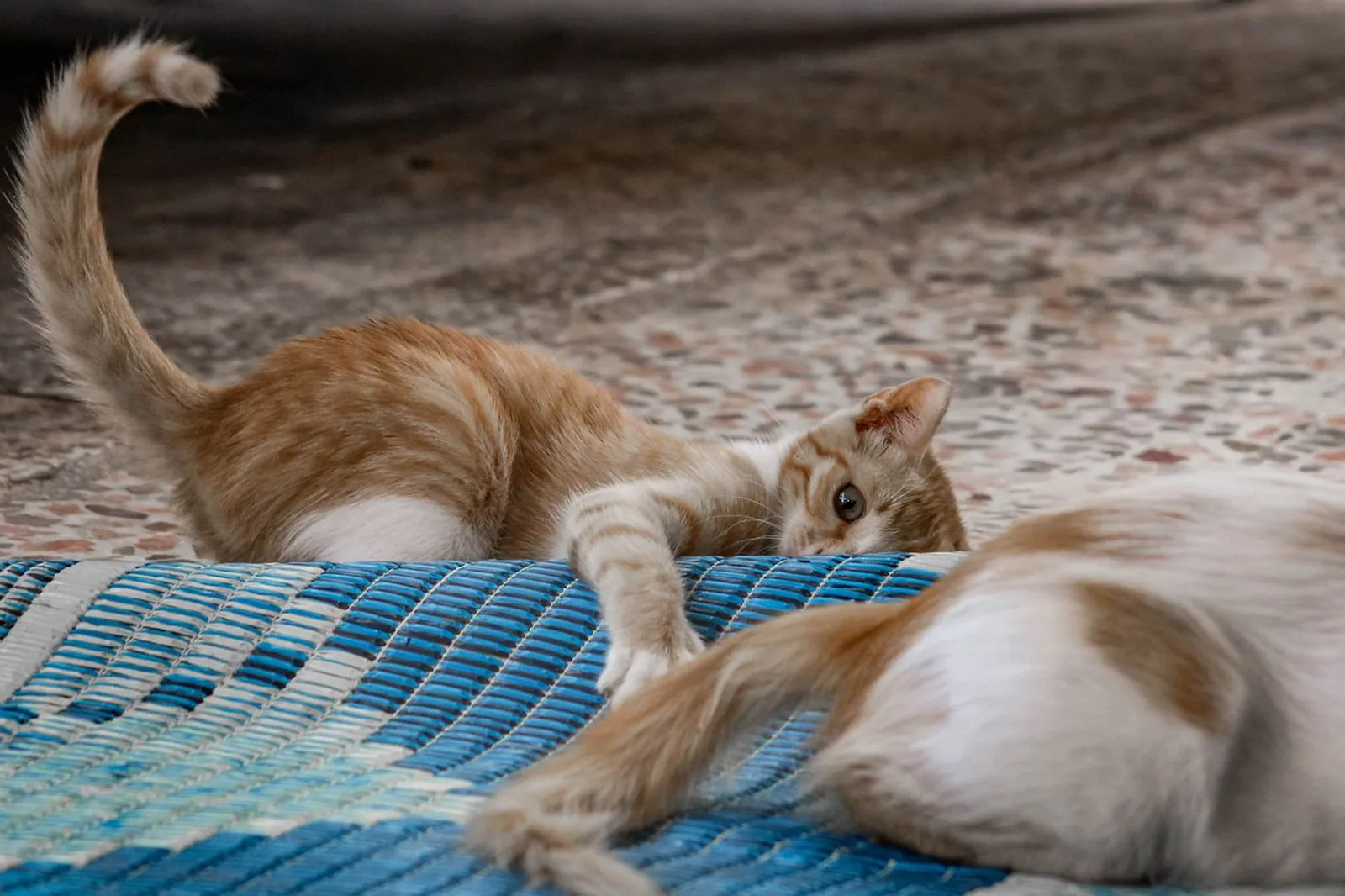Dois gatos filhotes deitados sobre tapete, ilustrando evento de adoção de pets