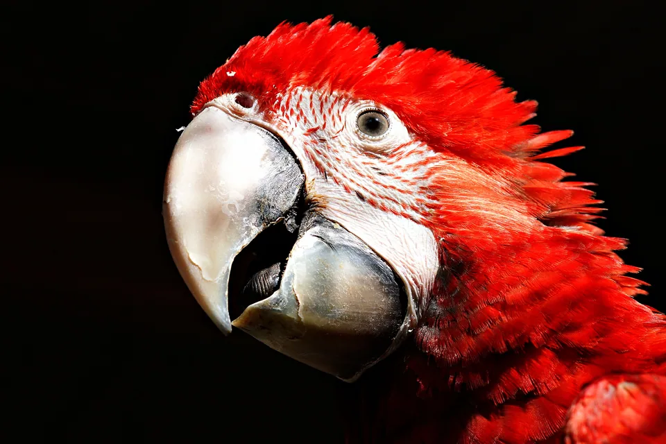 Retrato em close de uma arara-vermelha, com bico claro e penas vermelhas