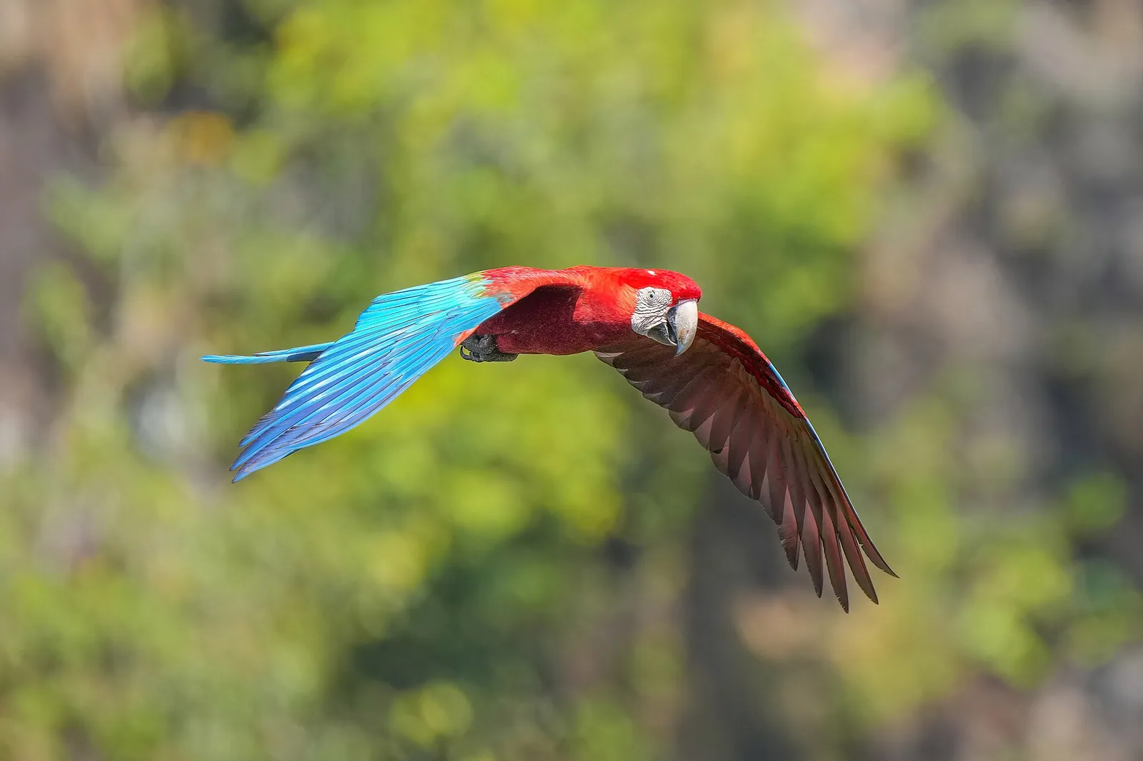 Arara-vermelha em voo, com asas abertas azuis e vermelhas e folhagem verde desfocada ao fundo; foto de arquivo, não é do aviário
