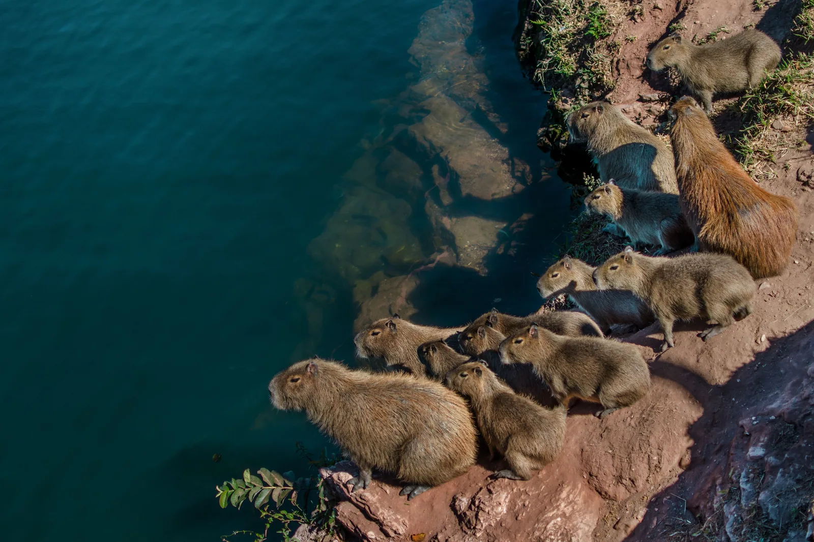 Grupo de capivaras deitadas na margem de pedra de um lago de água esverdeada
