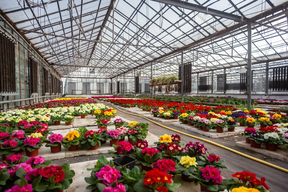 A feira ocupa a estrutura de um garden center: são corredores de plantas ornamentais, e boa parte do que está exposto é de produtores do Cerrado. Foto ilustrativa