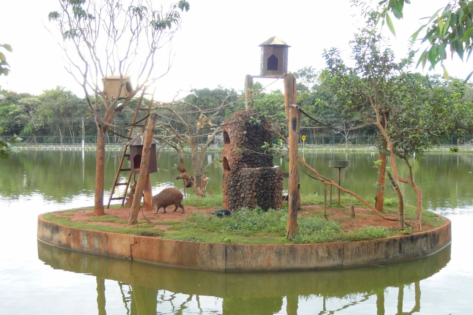 Ilha com abrigos de madeira no lago do Zoológico de Brasília, com um animal em terra firme