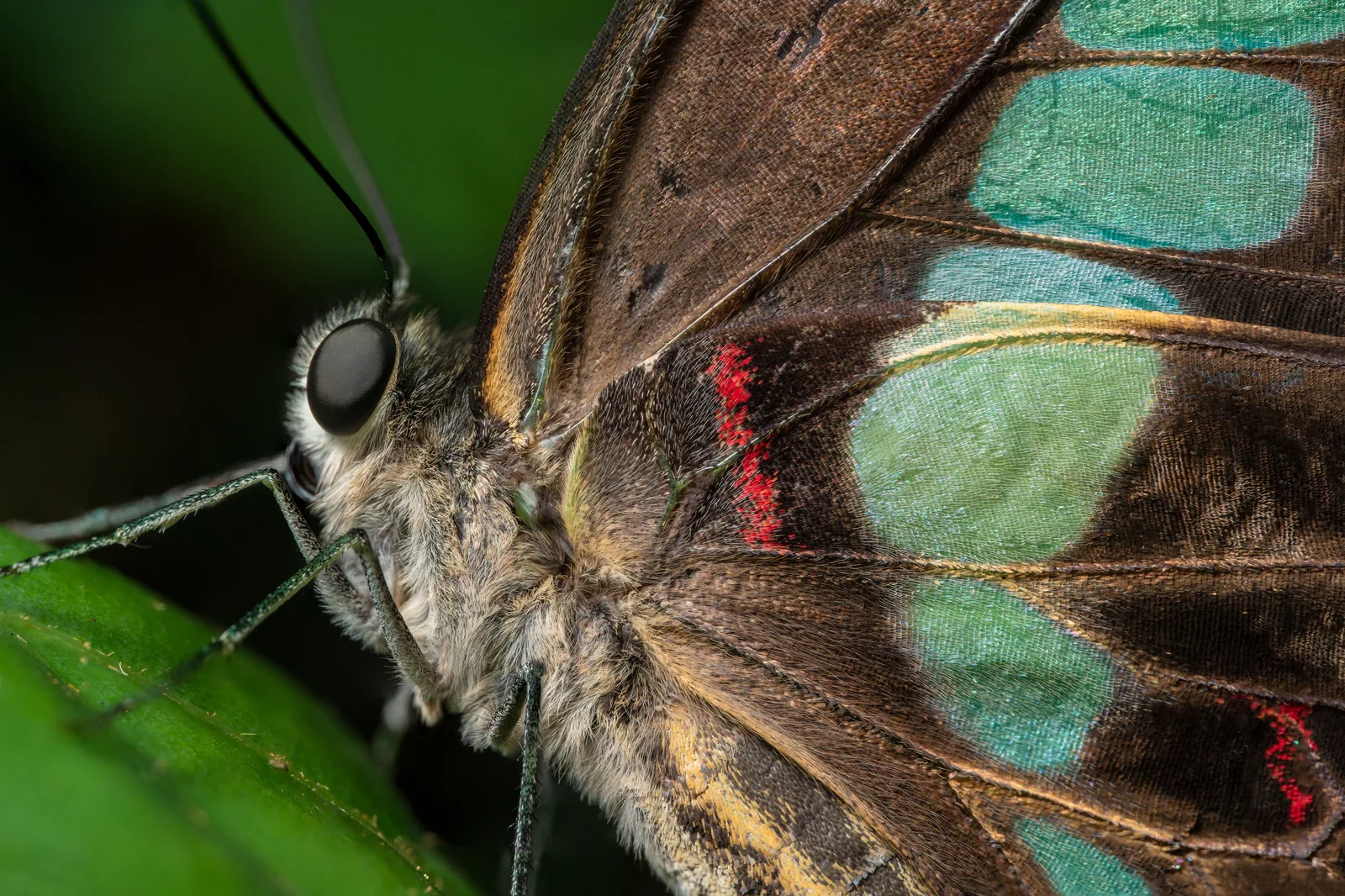 Macro de borboleta com manchas azuis nas asas pousada sobre folha verde