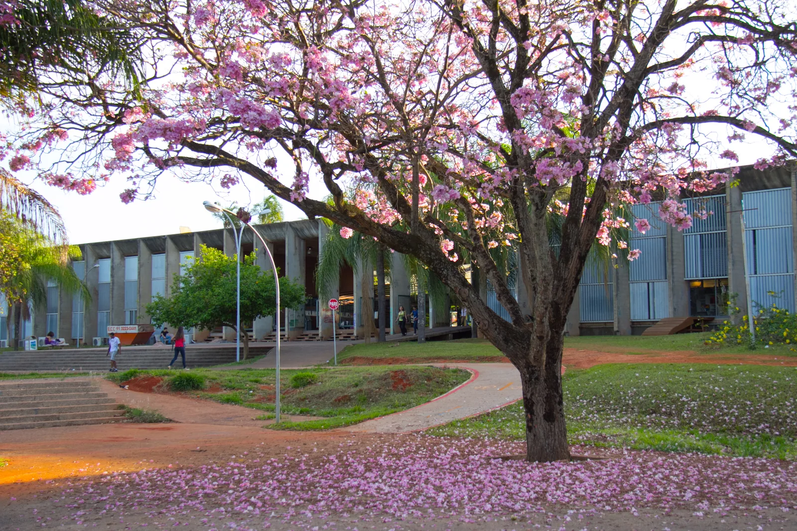 Ipê rosa florido e com pétalas no chão diante do prédio do ICC, na UnB, em Brasília, em foto de arquivo