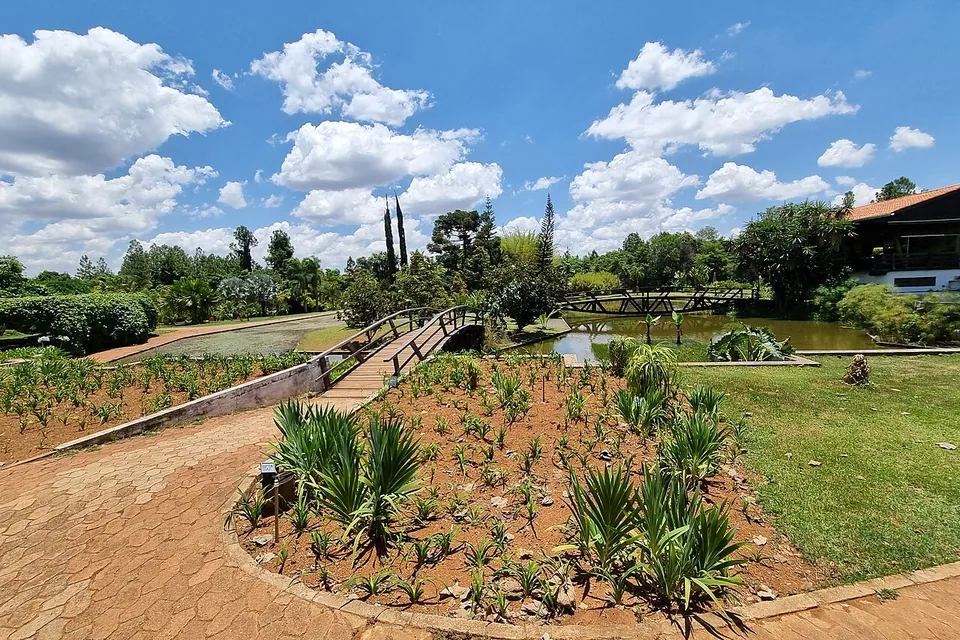 Ponte de madeira sobre o lago do Jardim Botânico de Brasília, com canteiros de agave e árvores ao fundo