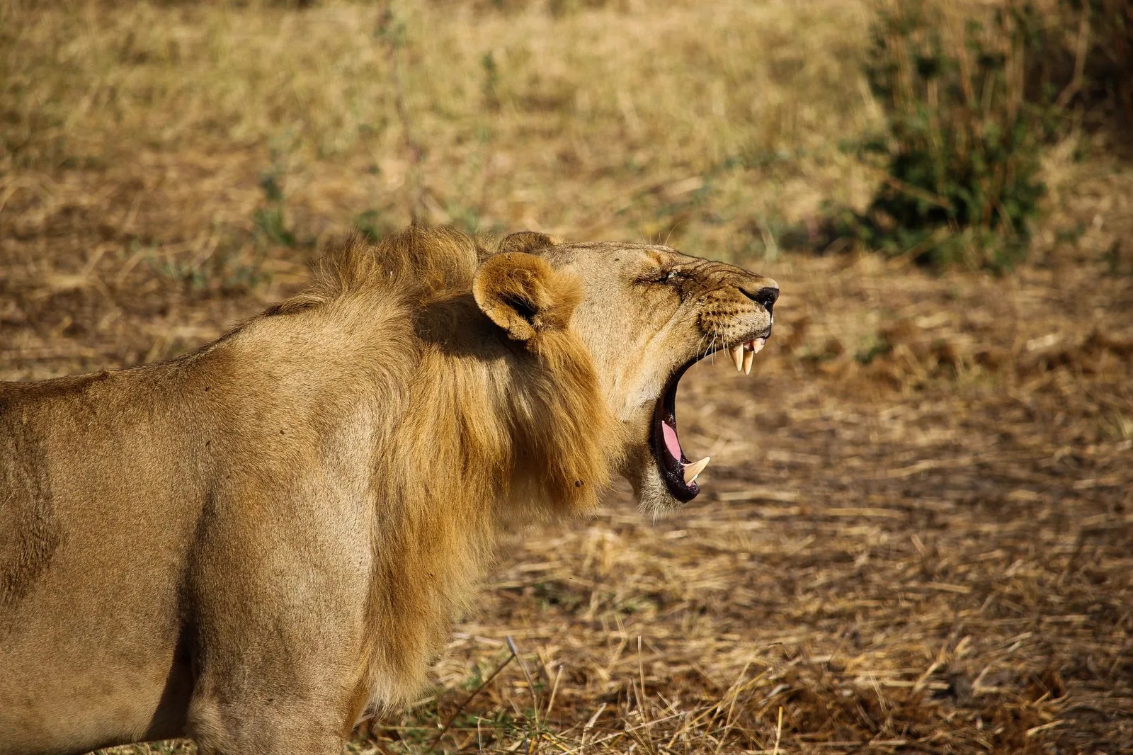 Leão de boca aberta em uma savana seca; foto ilustrativa, não é do espetáculo