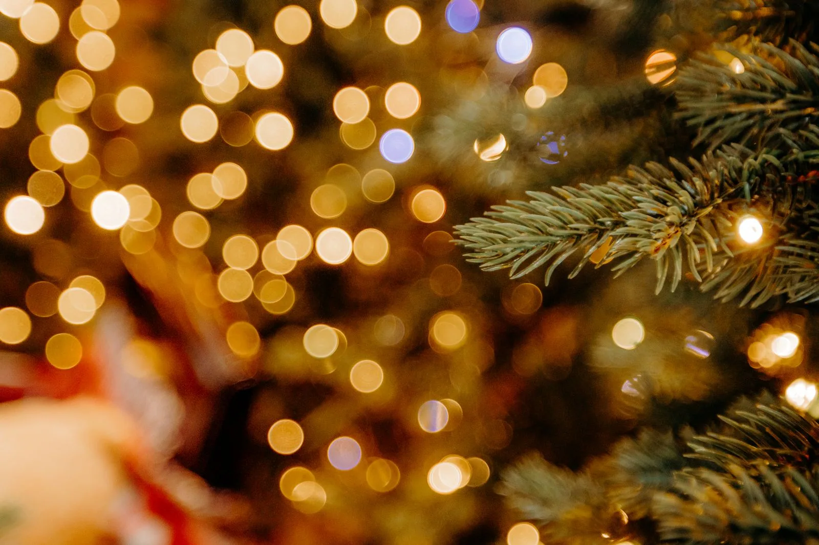 Luzes douradas desfocadas sobre os galhos de uma árvore de Natal