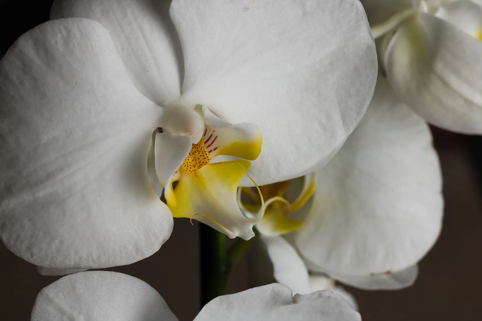 Close de orquídea branca com o centro amarelo, com outras flores desfocadas ao fundo.
