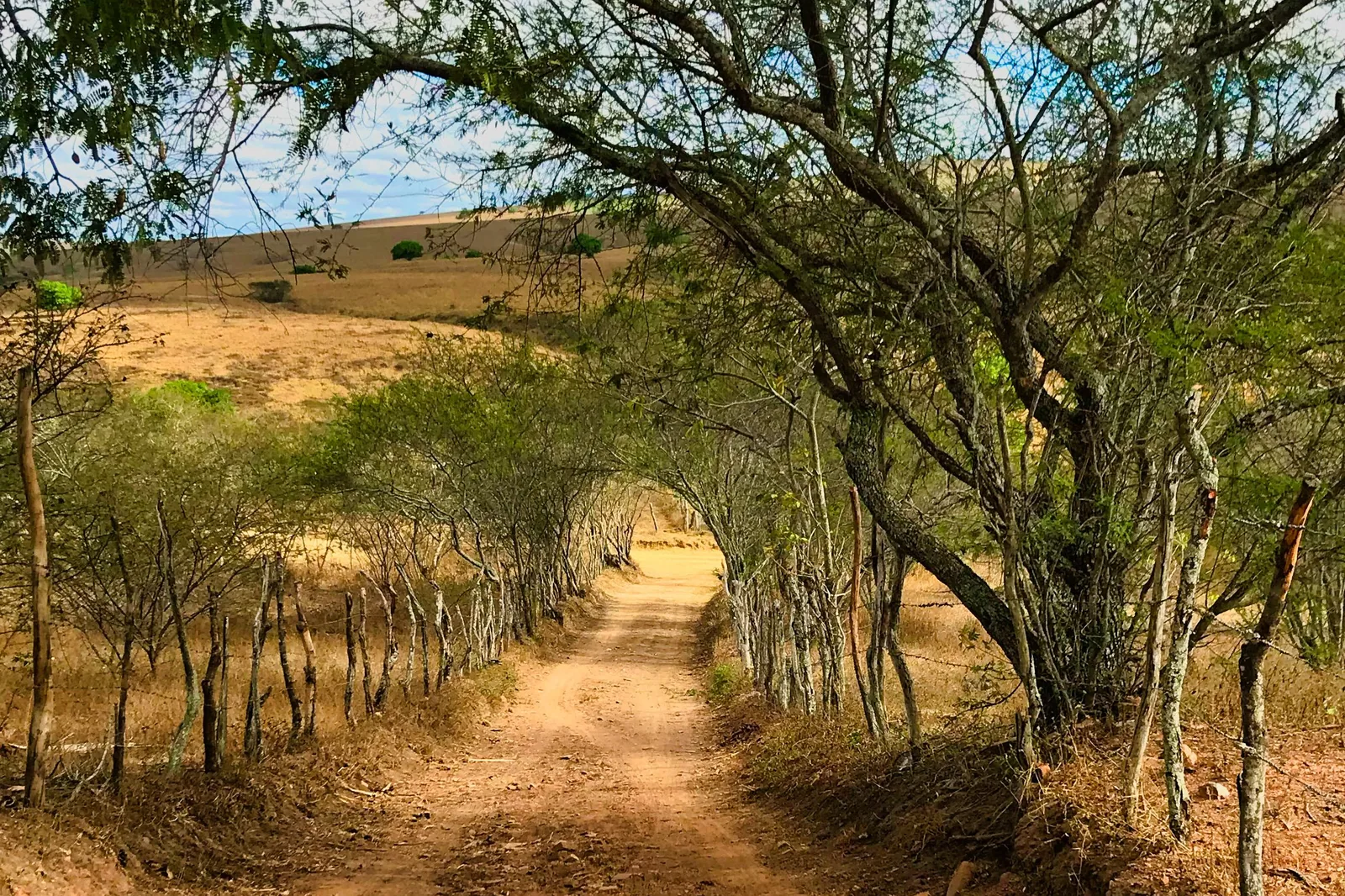 Trilha de terra batida entre árvores do cerrado em dia ensolarado, com vegetação seca ao redor