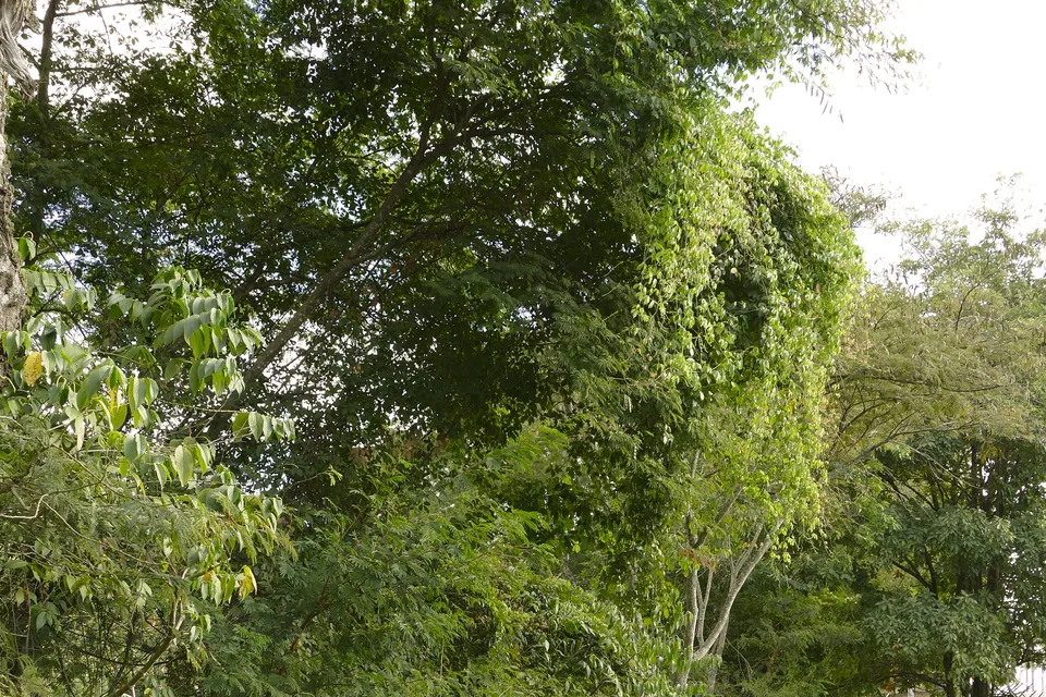 Passarela de madeira cercada de vegetação de cerrado no Parque Olhos d'Água, com visitantes caminhando