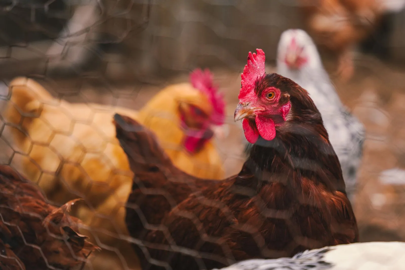 Galinhas marrons e uma galinha branca atrás de tela de arame num galinheiro