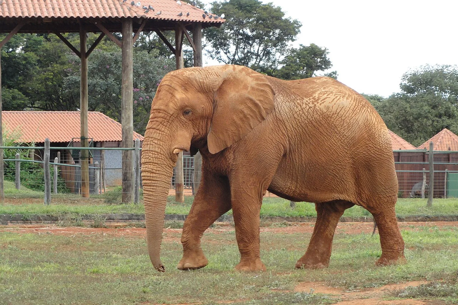 Elefante africano caminhando em seu recinto no Zoológico de Brasília, com telhados de telha colonial ao fundo